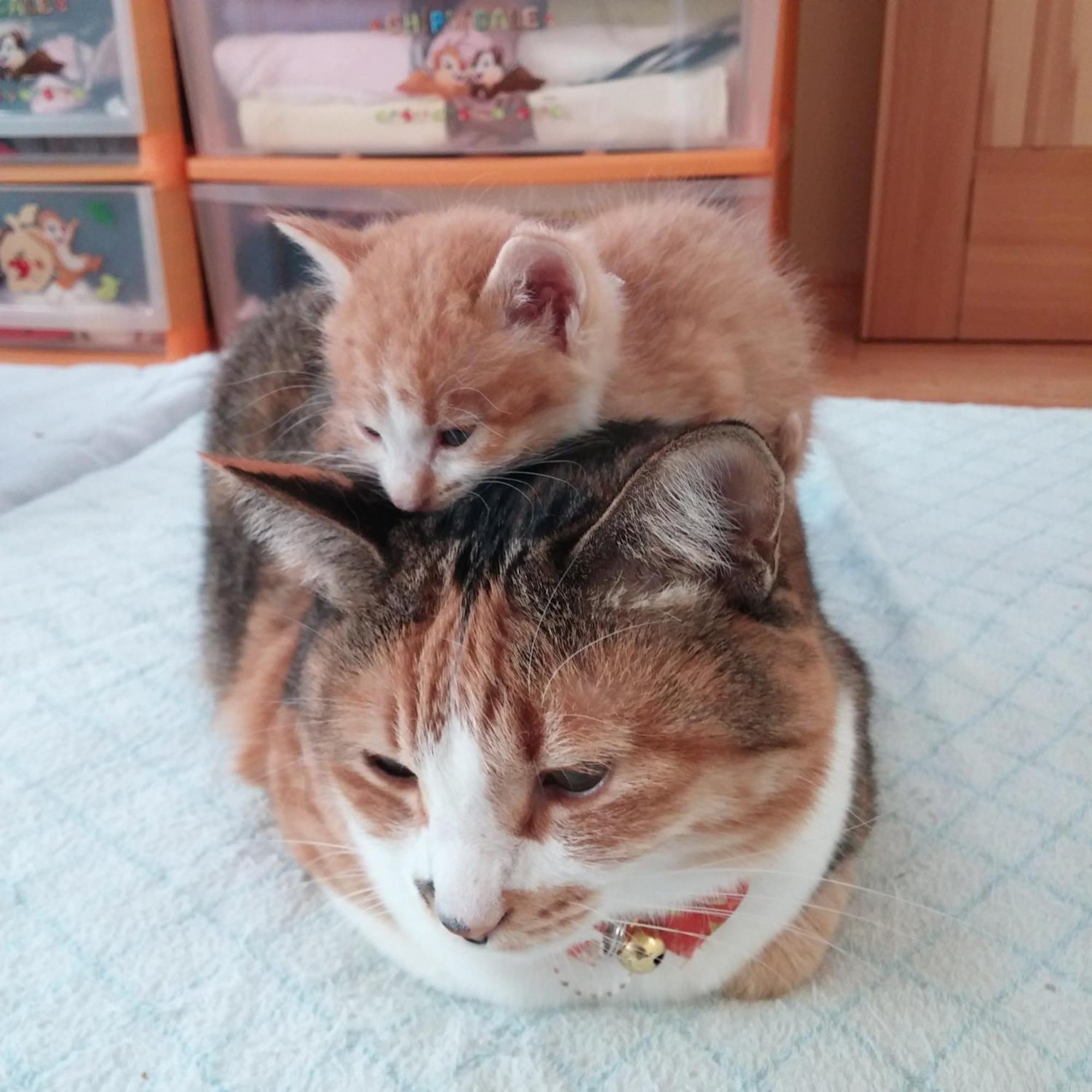 Minamiya 山とねこと遊ぶ宿 みなみ家 Hakuba Exterior foto